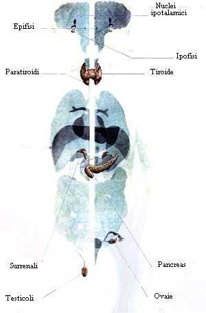 I chakra corrispondono alle ghiandole del sistema endocrino